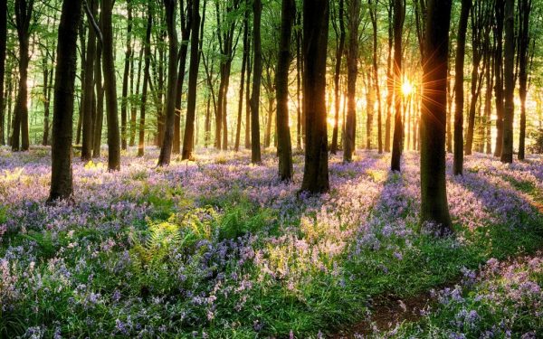 Vremea din România va suferi modificări semnificative în următoarele patru săptămâni, după valul de răcire de la începutul lunii aprilie