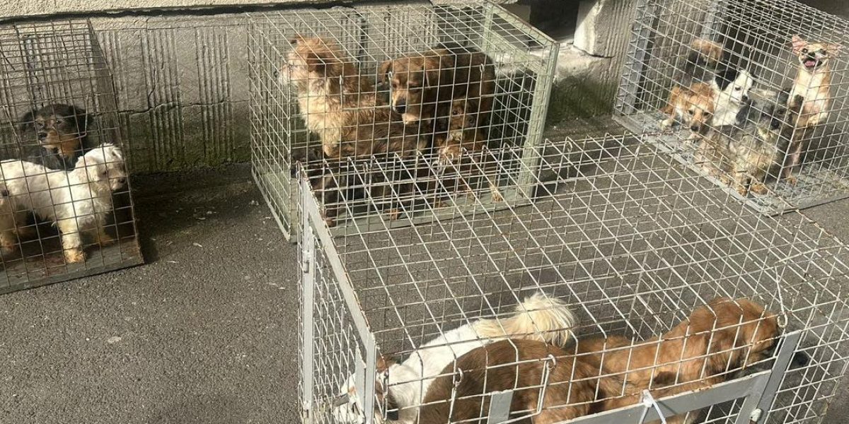 Apartament-groază în București: 25 de câini salvați din infern, ASPA intervine