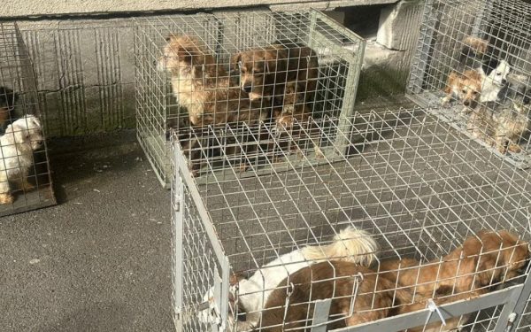 Apartament-groază în București: 25 de câini salvați din infern, ASPA intervine