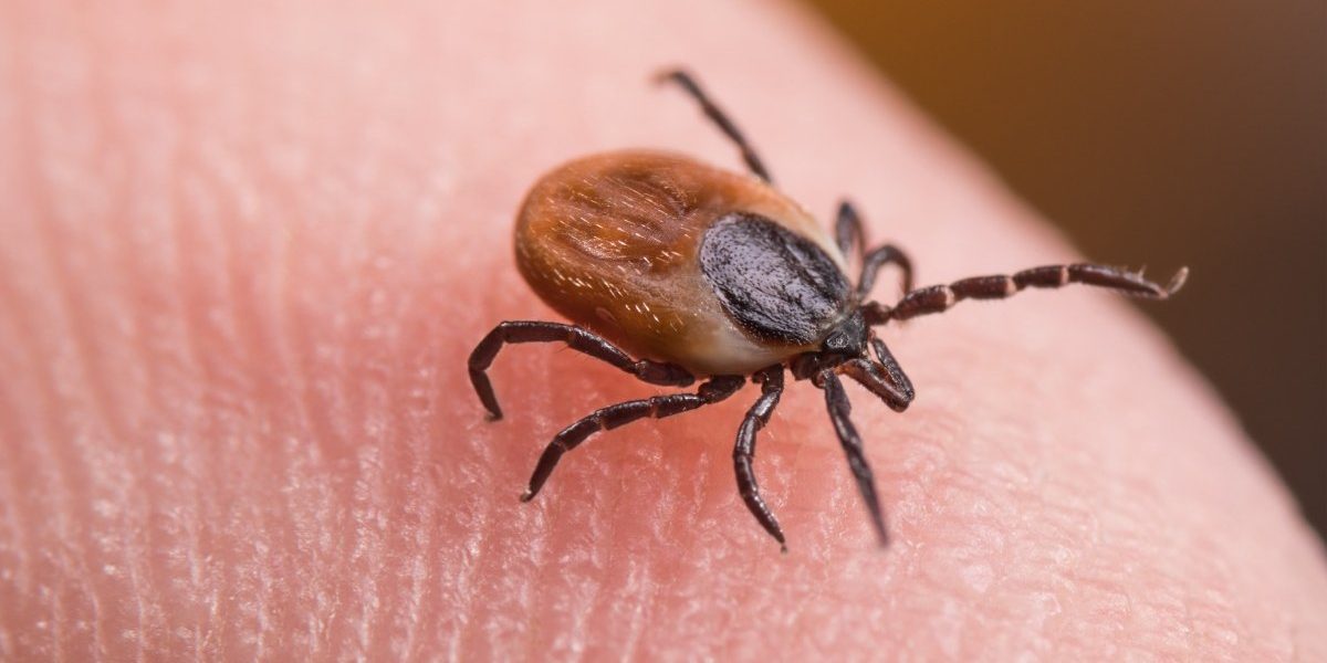 Cercetătorii francezi au descoperit un mecanism esențial prin care căpușele transmit boli periculoase, ceea ce ar putea conduce la dezvoltarea unor metode de prevenție mai eficiente