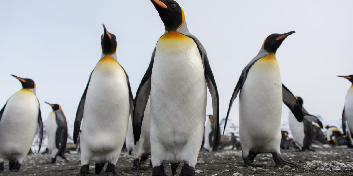 Pinguinul Imperial, pe lista speciilor pe cale de dispariție: alertă globală