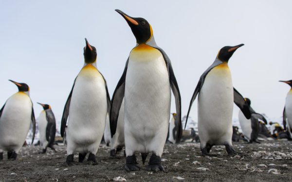 Pinguinul Imperial, pe lista speciilor pe cale de dispariție: alertă globală