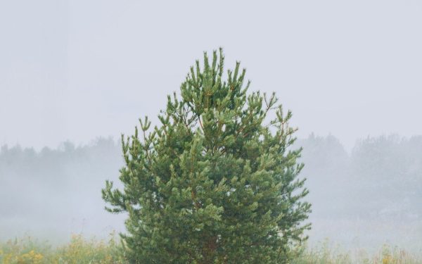 Prognoza meteo: Michigan, ATENȚIE. Ce aduce vremea în aprilie