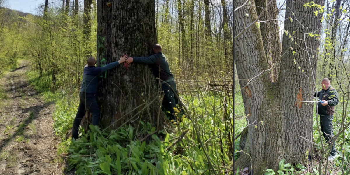 Ministrul Mediului salvează arborii seculari de lângă Iași: Cum au fost opriți copacii de la tăiere