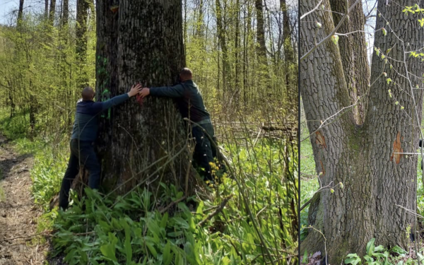 Ministrul Mediului salvează arborii seculari de lângă Iași: Cum au fost opriți copacii de la tăiere