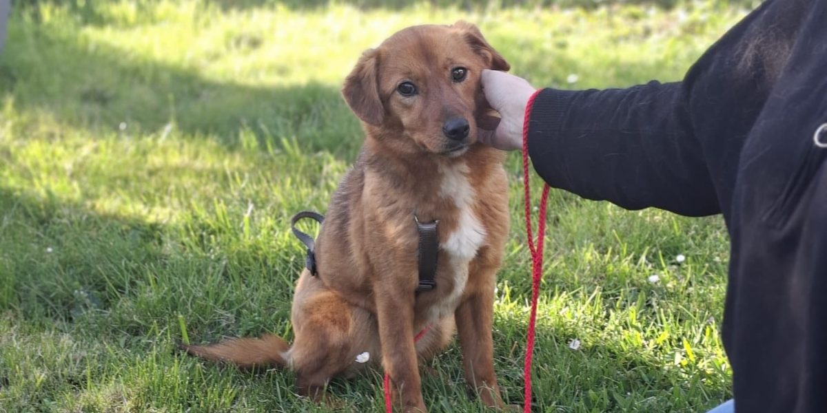 Ilfov: Sterilizări GRATUITE pentru câini. Care sunt localitățile vizate?