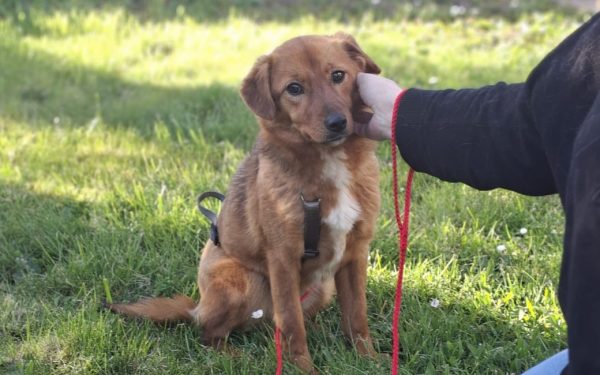 Ilfov: Sterilizări GRATUITE pentru câini. Care sunt localitățile vizate?