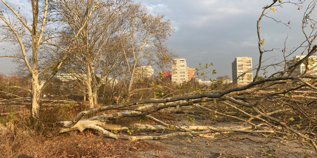 Diana Buzoianu lovește tăierile ilegale: Ordonanța-șoc pentru spațiile verzi!