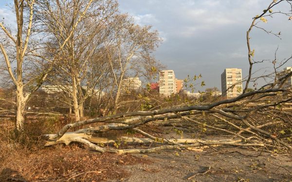 Diana Buzoianu lovește tăierile ilegale: Ordonanța-șoc pentru spațiile verzi!