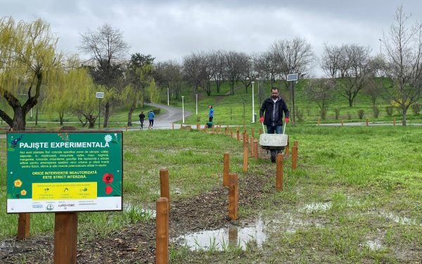 În Parcul Tineretului din București, o zonă de câțiva metri pătrați aflată sub administrarea Asociației Parcul Natural București, a avut loc recent o activitate de întreținere a unei pajiști urbane, părând, la prima vedere, o intervenție simplă în mijlocul unei zile înnorate