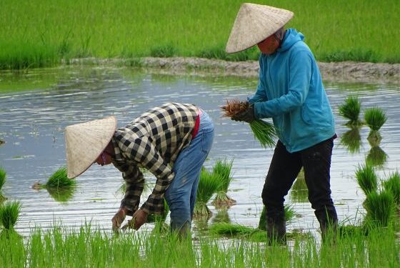 Criză combustibil: Războiul din Iran lovește culturile de orez din Asia