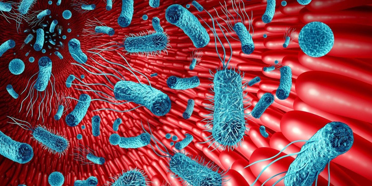 Intestinul, „al doilea creier”: Cum influențează microbiomul memoria și sănătatea