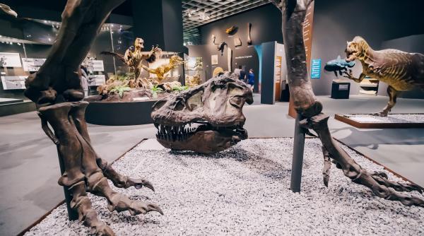 Record mondial: Cel mai mic ou de dinozaur din lume, descoperit