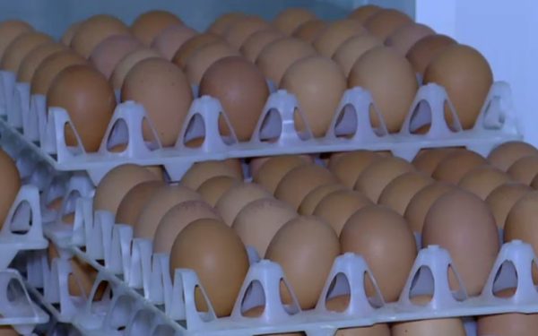 Ouă cu Salmonella retrase: pericol SANITAR major în prag de Sărbători!