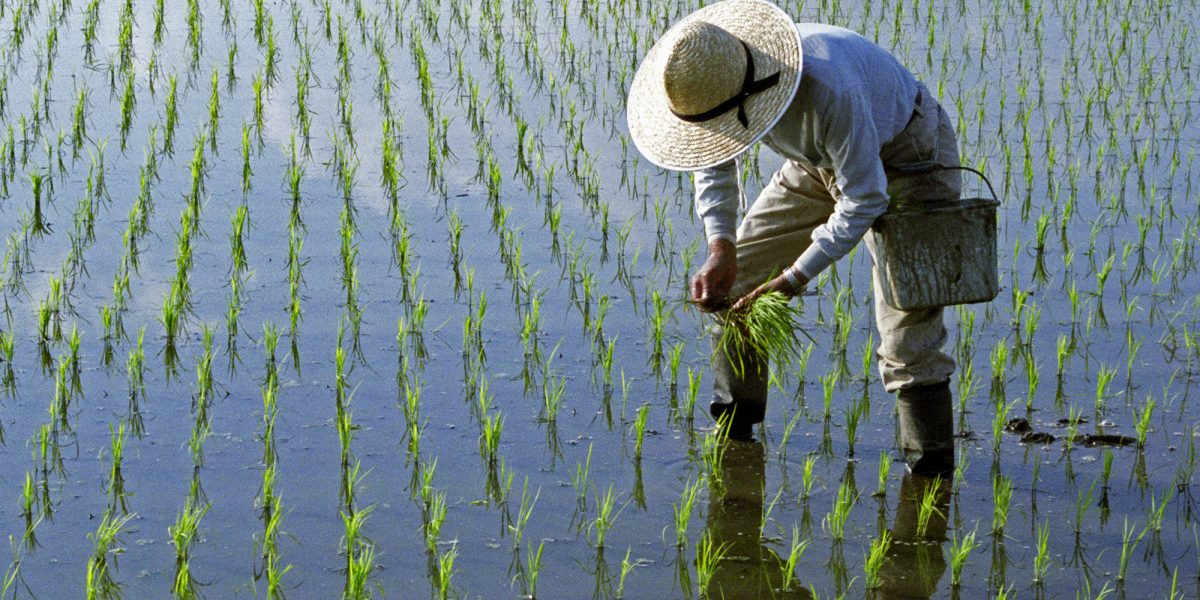 Lipsa combustibilului, efect al războiului din Iran, lovește producția de orez din Asia