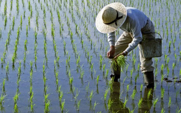 Lipsa combustibilului, efect al războiului din Iran, lovește producția de orez din Asia