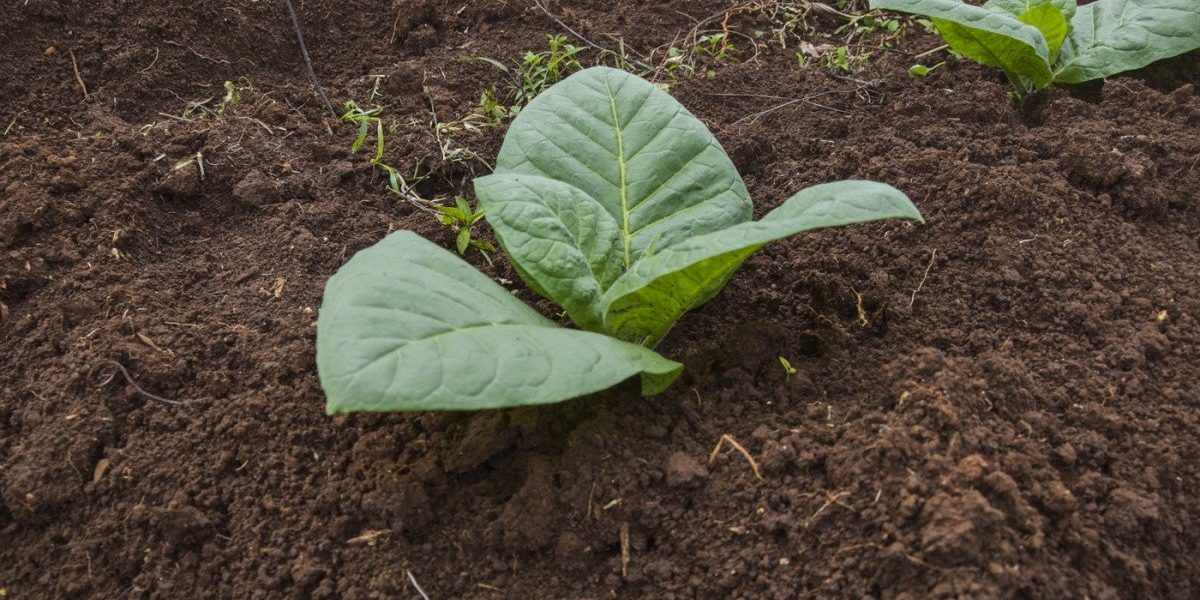 Un grup de cercetători a reușit să modifice genetic plante de tutun pentru a produce cinci compuși psihedelici, în mod surprinzător, aceștia fiind de obicei extrași din surse naturale precum ciupercile cu psilocibină, ayahuasca și anumite broaște