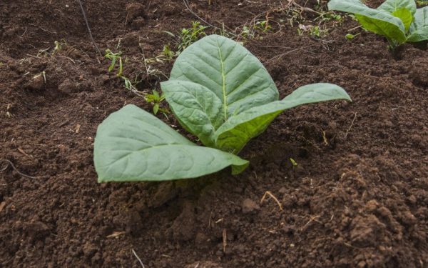 Un grup de cercetători a reușit să modifice genetic plante de tutun pentru a produce cinci compuși psihedelici, în mod surprinzător, aceștia fiind de obicei extrași din surse naturale precum ciupercile cu psilocibină, ayahuasca și anumite broaște