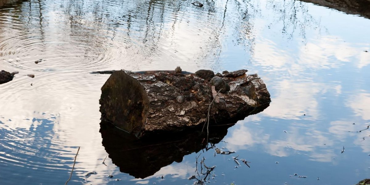 Oamenii preistorici foloseau lemne aduse de ape pentru foc, acum 780.000 de ani