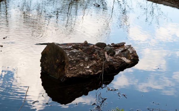 Oamenii preistorici foloseau lemne aduse de ape pentru foc, acum 780.000 de ani