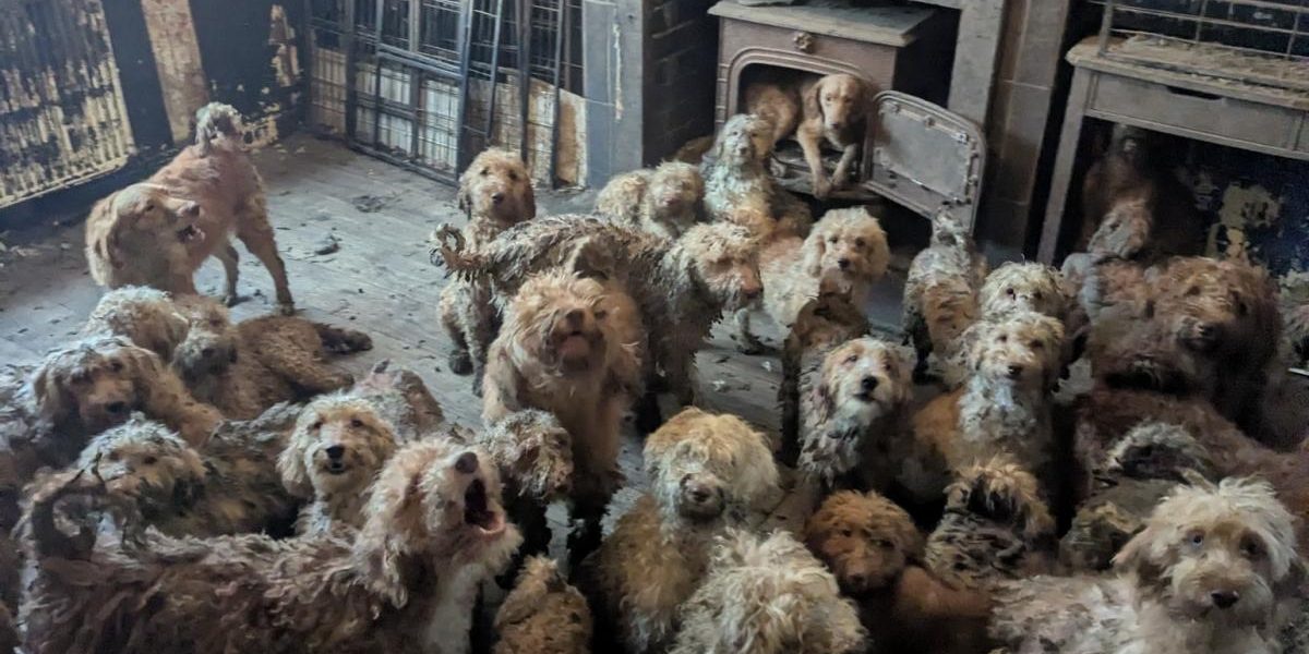 Pe o proprietate din Marea Britanie, autoritățile au descoperit peste 250 de câini, mulți dintre aceștia fiind într-o stare precară