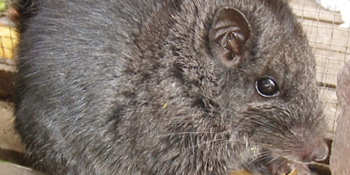 Rozătoare „dispărute” acum 11 milioane ani, găsite viu în junglă