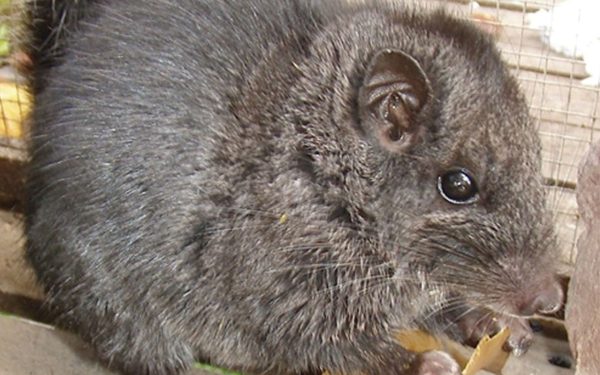 Rozătoare „dispărute” acum 11 milioane ani, găsite viu în junglă