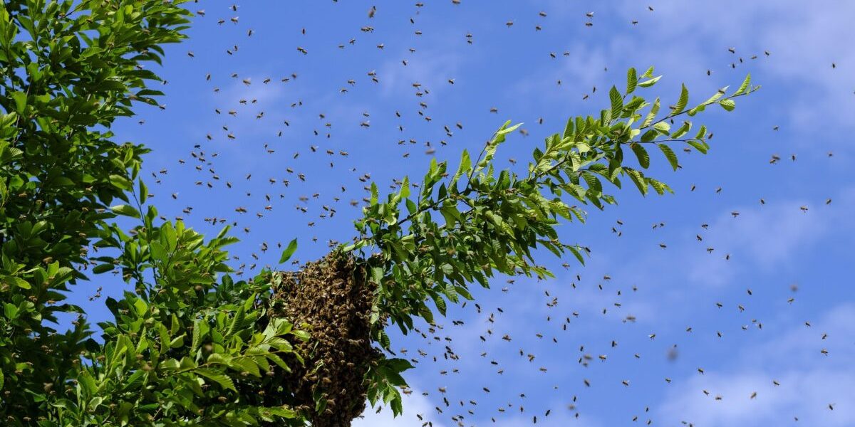Albine invadatoare în Israel: Un centru comercial, luat cu asalt de zeci de mii!