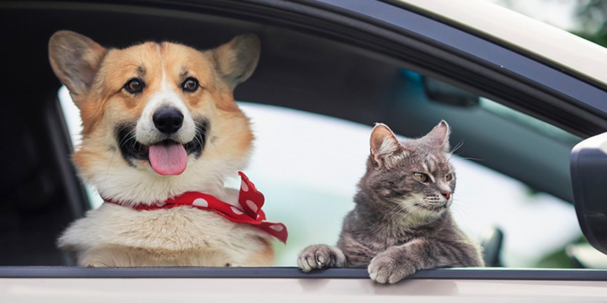 Amendă DRASTICĂ: Câinii și pisicile, interzise pe scaunul din față!