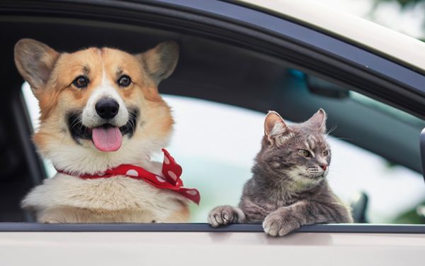 Amendă DRASTICĂ: Câinii și pisicile, interzise pe scaunul din față!