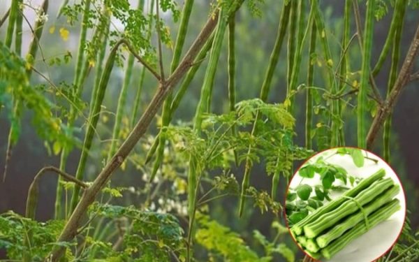 Arborele-minune: Scapă de 98% din microplastice, fără chimicale!