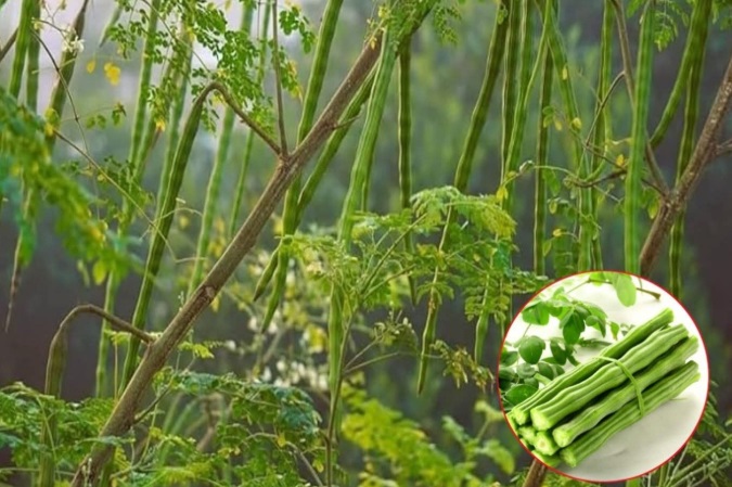 Arborele-minune: Scapă de 98% din microplastice, fără chimicale!