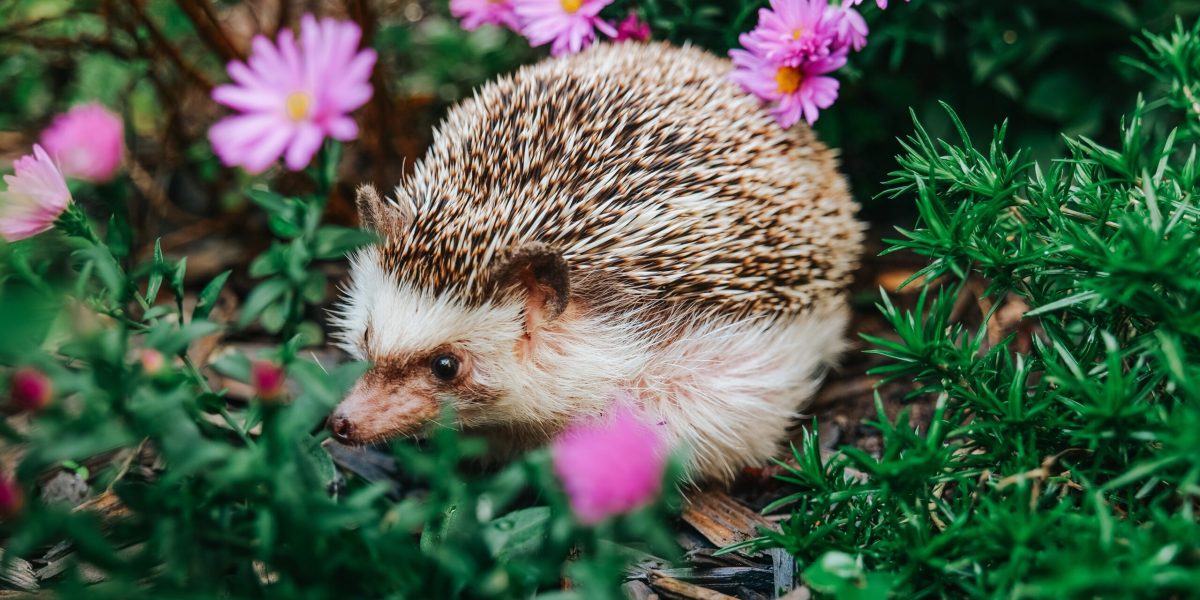 Discretul arici, un aliat de nădejde al grădinarilor, se confruntă cu o scădere alarmantă a populației Ariciul european, acest micuț mamifer cu țepi, este mult mai mult decât o prezență simpatică în grădina noastră