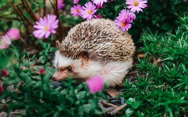 Discretul arici, un aliat de nădejde al grădinarilor, se confruntă cu o scădere alarmantă a populației Ariciul european, acest micuț mamifer cu țepi, este mult mai mult decât o prezență simpatică în grădina noastră
