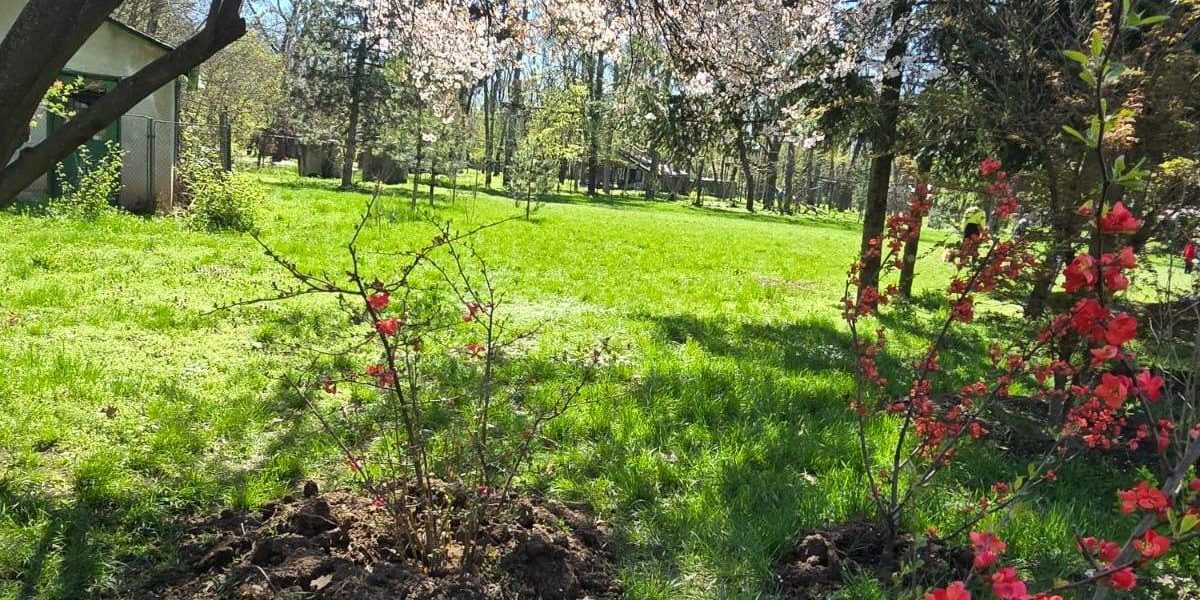 Primăria Municipiului București a anunțat, marți seară, finalizarea celei mai mari Grădini Japoneze din Europa, amplasată în Parcul Herăstrău