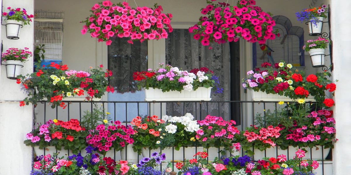 Șapte secrete să-ți transformi balconul: Oază de flori și parfum pentru vara asta