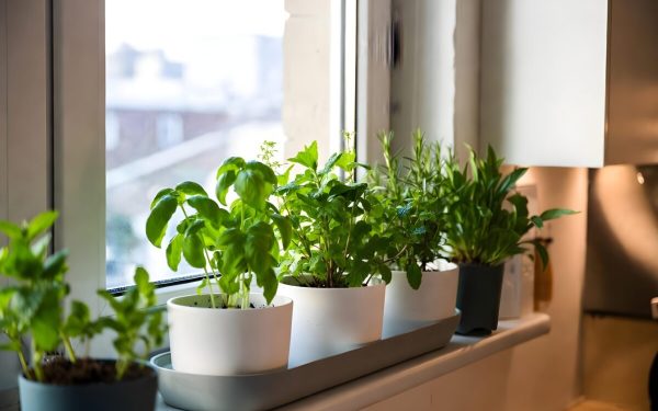 Plantele magice: Alungă energiile negative și atrag norocul în casă! Tradiții din România