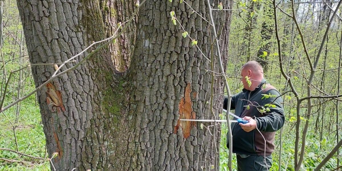 Buzoianu: Arborii seculari din Iași, salvați de la tăiere pentru biodiversitate