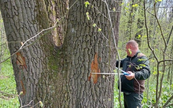 Buzoianu: Arborii seculari din Iași, salvați de la tăiere pentru biodiversitate