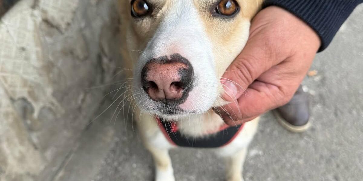 București: Sterilizare GRATUITĂ pentru câinii fără pedigree. Unde te înscrii