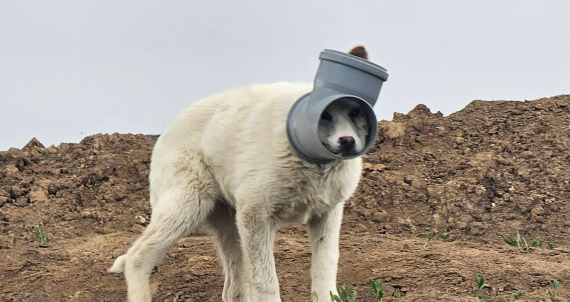 Un câine cu capul blocat într-o țeavă, vânat de zile întregi în zona Bucureștiului, stârnește îngrijorare