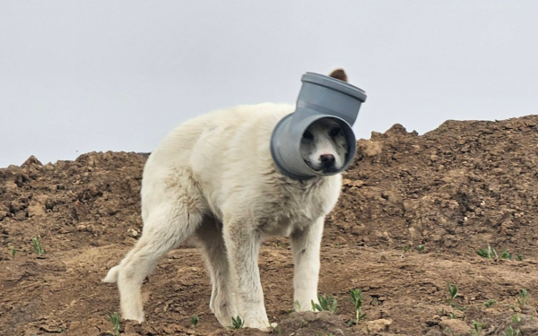 Un câine cu capul blocat într-o țeavă, vânat de zile întregi în zona Bucureștiului, stârnește îngrijorare