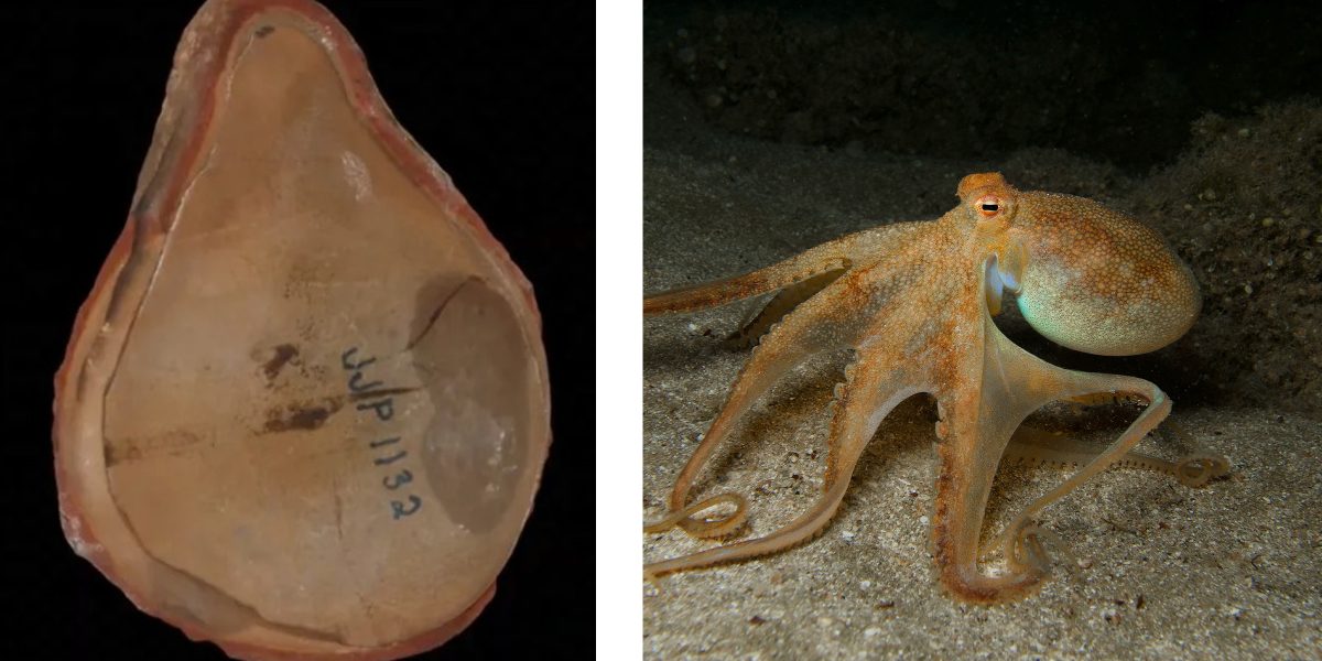 O enigmă veche de 300 milioane ani, rezolvată: „caracatița” nu era ce credeam