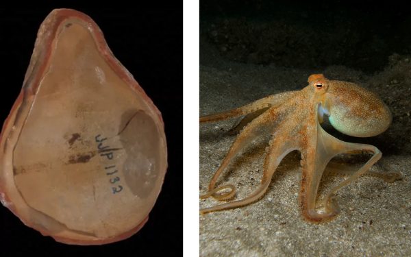 O enigmă veche de 300 milioane ani, rezolvată: „caracatița” nu era ce credeam