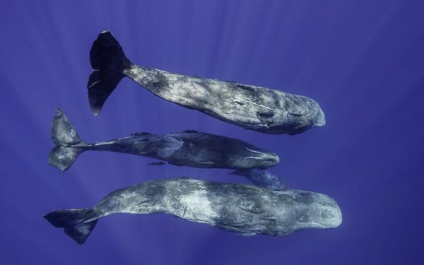 Cașaloții vorbesc aproape ca oamenii? Oamenii de știință, șocați de „coda” lor