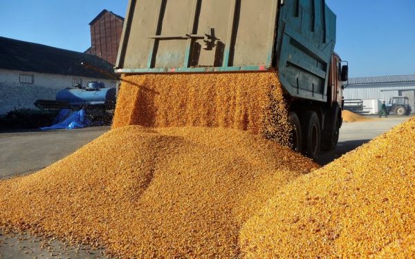 Afacerile Agropec Dionis, explozie în 2025: traderii români, pe valul recoltei