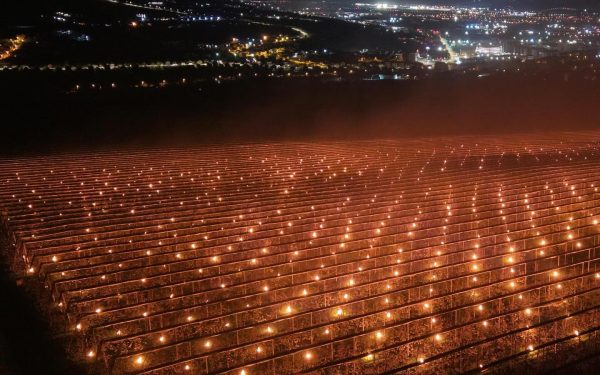 O noapte de coșmar: 40.000 de euro ”arși” de un fermier pentru cireșe