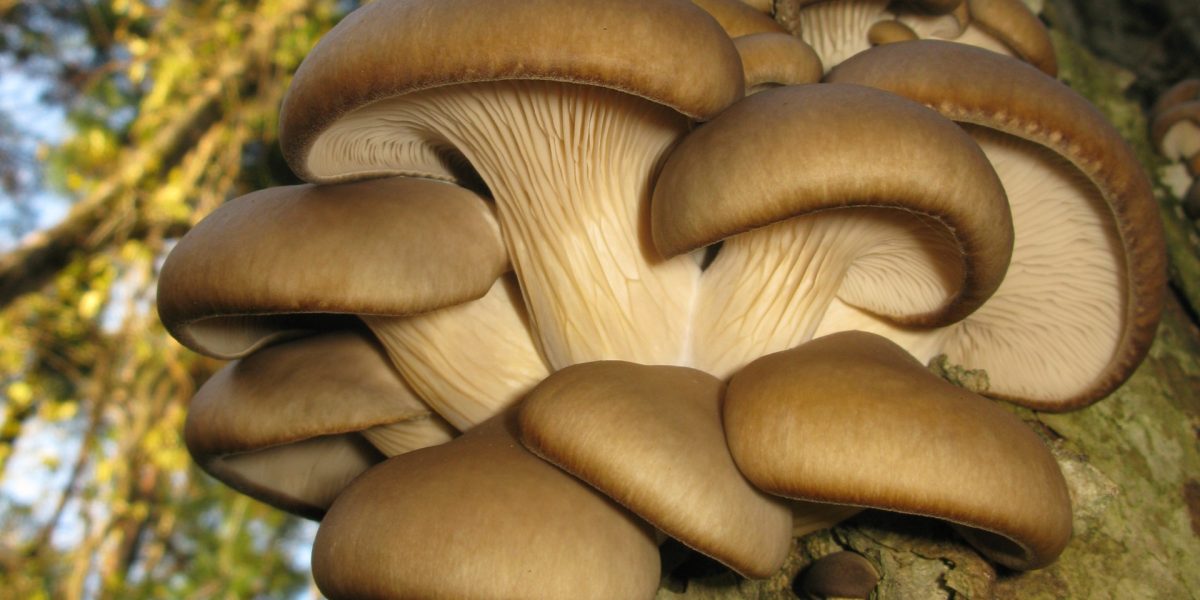 AI revoluţionează agricultura: Zațul de cafea, transformat în ciuperci cu Mushnomics