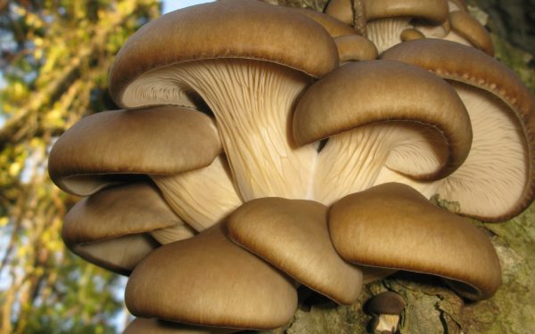 AI revoluţionează agricultura: Zațul de cafea, transformat în ciuperci cu Mushnomics