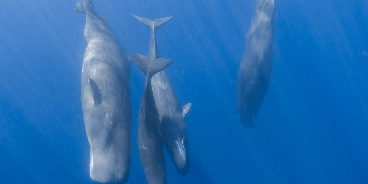 Cașaloții comunică precum oamenii: Ce au descoperit cercetătorii